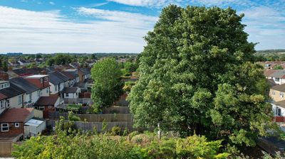 Trouble and Trees – Understanding Your Rights & Duties as a Landowner