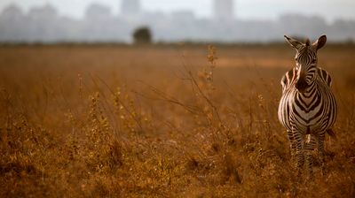 Amy Rowe and Olivia Piercy attend IAFL Nairobi: a global dialogue on family law