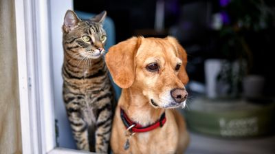 Pet Ownership and The Renters Rights Bill 2025 – how does this fit in with leasehold properties?