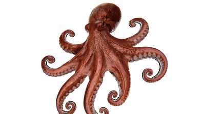 Energy-to-tech investor Octopus bolsters legal business