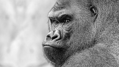 Planning problems – quit monkeying around