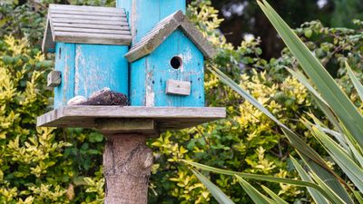 Navigating amicable divorce: nesting