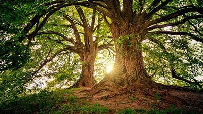 Does money grow on trees?