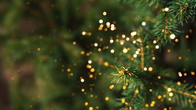 Outdoor christmas tree background with light bokeh.