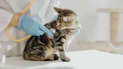 CMA ends vet services probe – key findings and what to look out for next