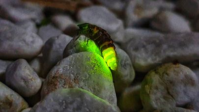 Do Fireflies need to be preserved?
