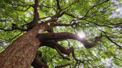 Nondelegation and Environmental Law