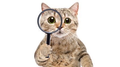 Curiosity Didn't Kill the Cat; It Made Them a Better Consultant