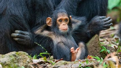 The funny side of wildlife, presented at the Comedy Wildlife Photography Awards