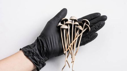 Medical Psychedelics: what’s there to know?