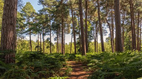 Nature highlights the power of diversity