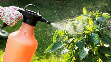 The Function of Pest Control In Food Security And Hygiene