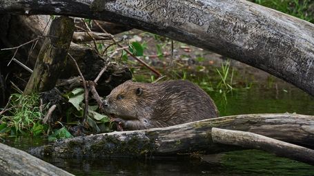 New hope for England’s lost and threatened species