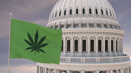 Schrödinger's Schedule: How the Feds Made the Cannabis Plant Both Illegal and Not Illegal at Once