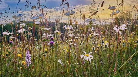 How to assess your company's impact on biodiversity