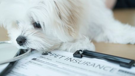 The Value of Connecting the Dots: What a Fake Pet Death Scam Teaches Us About Counter-Fraud