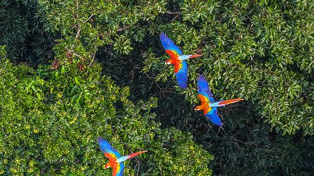 The Amazon Rainforest Is Getting a $100 Million AI Upgrade