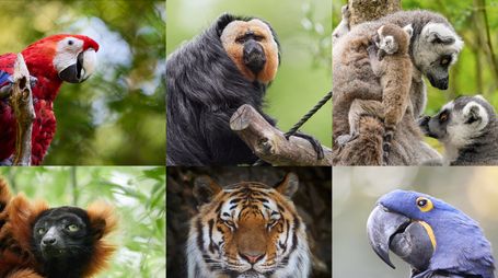 Modern Zoos Are Turning to Technology to Keep Animals Happier