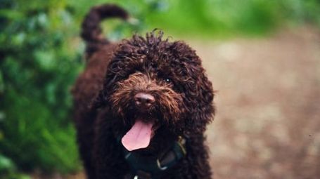 Truffle mayo: ‘vegan’ or not?