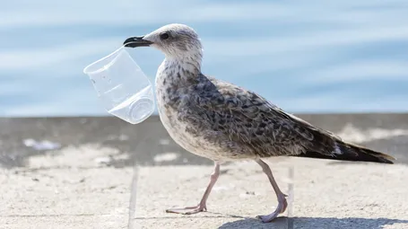 As a new plastics deal takes shape, companies must shift their business models now