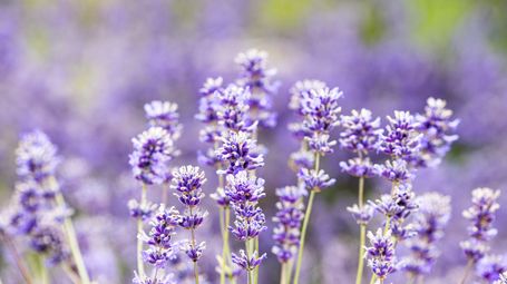 Lavender