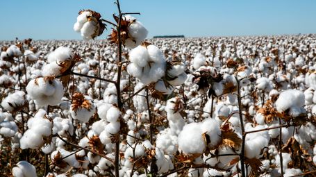 Imports of products (cotton) from countries with forced labour allowed in the UK?