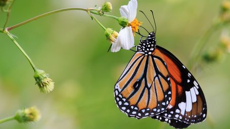 The link between pollinator populations and human wellbeing