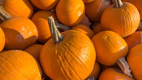 Mid-year weather conditions impact England’s pumpkin production