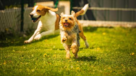 Why Dog Parks May Be Better for Your Social Life Than Social Media