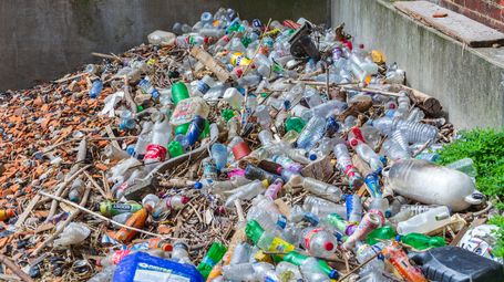 Plants Lead Fight Against Microplastics