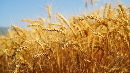 UK farmers face worst harvest on record