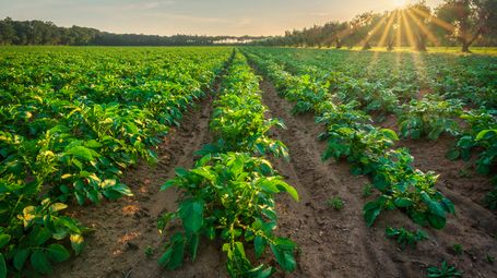UAE leads the Agricultural Innovation Mission for Climate
