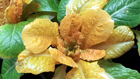Bio-engineered "golden lettuce" contains 30X more vitamins