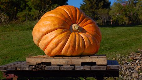 Oh My Gourd! Record-Breaking Pumpkin Weighs In at 2,856 Pounds!