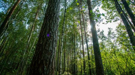 New step-by-step guide on EUDR (EU Deforestation Legislation)