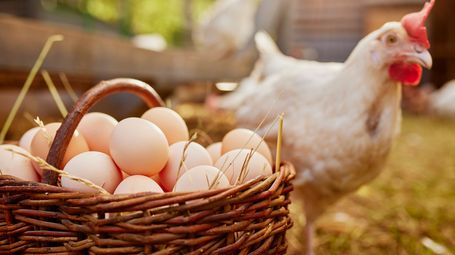 Which Came First, the Chicken or the Egg? We Finally Know!