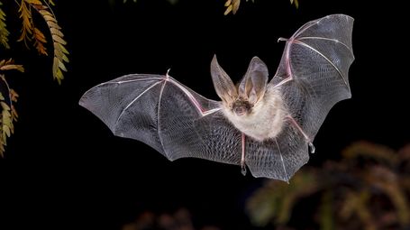 Looking beyond the myths associated with a popular Halloween icon