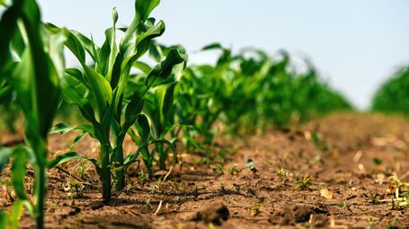 Delivering long-term farm resilience through agroforestry