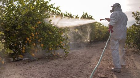Blueberries, strawberries again on the ‘Dirty Dozen’ list