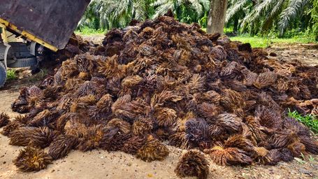 Why transparency and leadership are essential for ethical palm oil supply chains