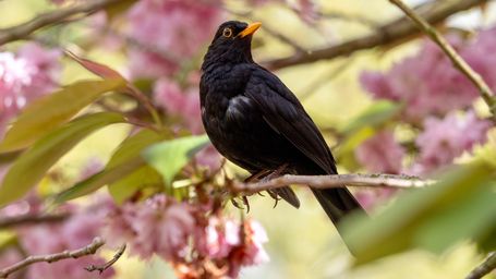 Blackbirds at risk