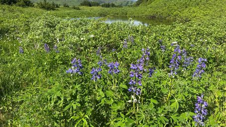 For Alaska Projects, Land Status Is Key