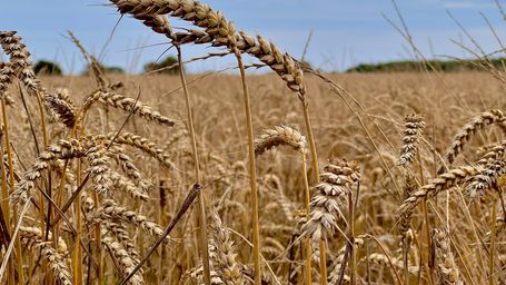 Can Wheat Grow Smarter? Cargill & General Mills Step Up for Low-Carbon Grains