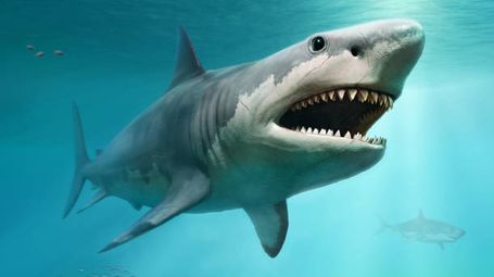 Megalodon Shark was the largest shark ever to prowl the oceans and one of the largest fish on record