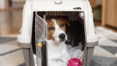 Paws, Policy, and the Price of Ignoring Your Employees' Pets