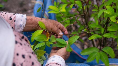 Mars & Pairwise Team Up to Supercharge Sustainable Cocoa