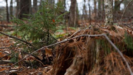 Carbon credit market confidence ebbs as big names retreat