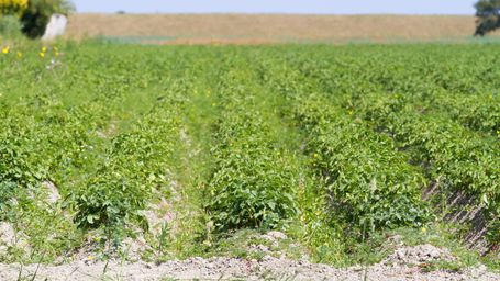 ILO, IFAD and CARE are teaming up to tackle poverty and inequality across the the agri-food sector