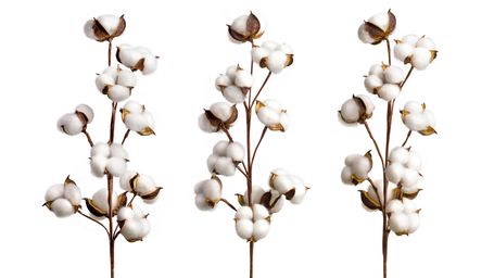 Is lab-grown cotton the future?