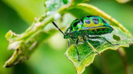 Whoa! We Were Way Off About How Many Insect Species Live on Earth